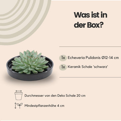 ROOTLESS Echeveria Pulidonis Schale 'schwarz' Ø20 cm - Sukkulente ohne Wurzeln