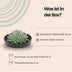 ROOTLESS Echeveria Pulidonis Schale 'schwarz' Ø20 cm - Sukkulente ohne Wurzeln Bild 2