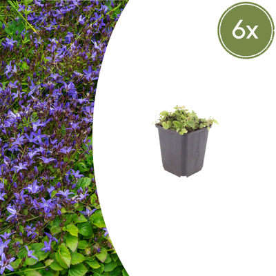 6x Campanula poscharskyana Polster-Glockenblume 10-25cm Ø9cm