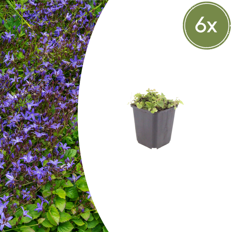 6x Campanula poscharskyana Polster-Glockenblume 10-25cm Ø9cm