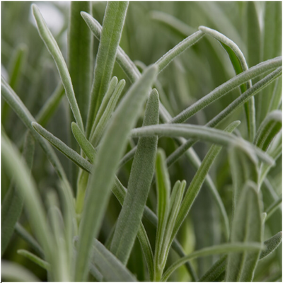 6er Set Lavendel angustifolia 'Blaue' - 24 Pflanzen Ø7 cm, ↕15 cm