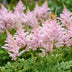 Green boutiQ - Perennial - Astilbe (J) Europa - Plume Spiraea - Shade - Pink - 6 Plants - Pot 11cm - Height 15-25cm Bild 5