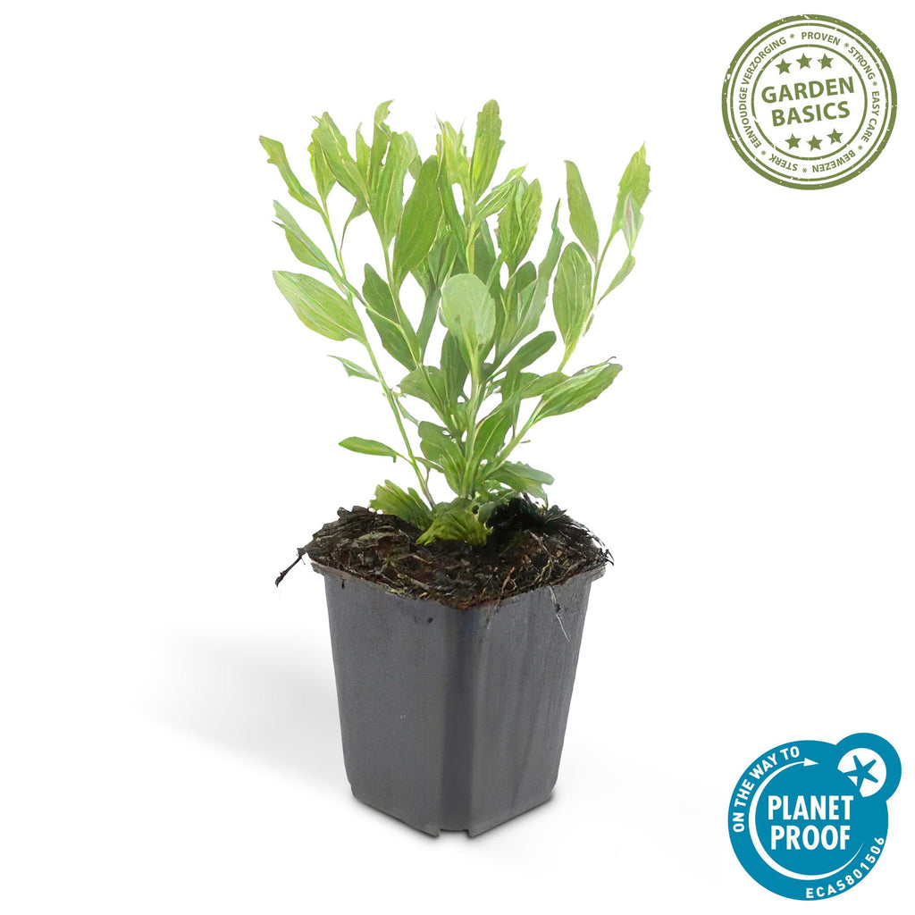 Aster ageratoides 'Ashvi' – Weiße Blüten, pflegeleicht, 10-25cm