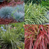 GreenboutiQ Ziergräser-Set: 4 immergrüne Pflanzen für bunte Gärten Bild 4