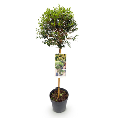 GreenboutiQ Ligustrum Stamm Pflanze - Immergrün & Winterhart - Topf 19cm