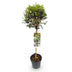 GreenboutiQ Ligustrum Stamm Pflanze - Immergrün & Winterhart - Topf 19cm Bild 2