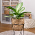 Aglaonema Silver Bay: pflegeleichte Silberblatt Pflanze im 17cm Topf Bild 5