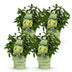 Hydrangea paniculata Groundbreaker Greeny: 4 hardy panicle hydrangeas in pots Bild 2