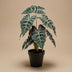 Alocasia Kunstpflanze im Topf, 40 cm - realistisch & pflegeleicht Bild 2