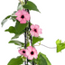 4x Thunbergia alata Rose Sensation, Ø13 cm, Höhe 60 cm Bild 2