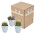 Bol Cactus Mix: 3 Globe Cacti in a white pot (8.5 cm) Bild 6