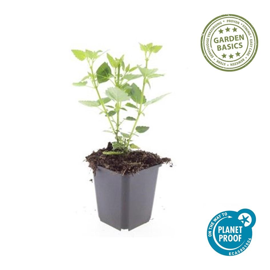 Agastache 'Blue Fortune' Staude – 10-25cm