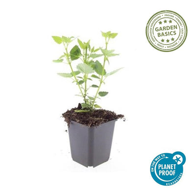 Agastache 'Blue Fortune' Staude – 10-25cm