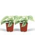 Scindapsus Pictus Trebie: 2 elegante Pflanzen im 12cm Topf, 15cm hoch Bild 1