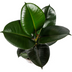 Ficus Elastica Robusta Ø17cm - ↕50 - 60cm Bild 3
