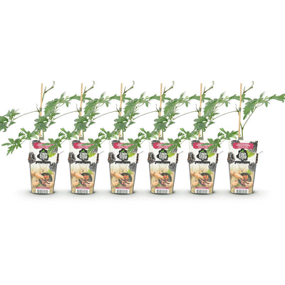 Dornenlose Brombeere 'Thornless Evergreen' - 6 Pflanzen im Topf