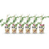 Dornenlose Brombeere 'Thornless Evergreen' - 6 Pflanzen im Topf Bild 2