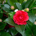 Camellia japonica 'Black Lace' - Immergrüner Strauch, ↨65cm Bild 4
