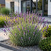 Green boutiQ - Stauden - Lavandula ang. Munstead - Lavendel - Duftend - Lila - 24 Pflanzen - Topf 11cm - Höhe 15-25cm Bild 6