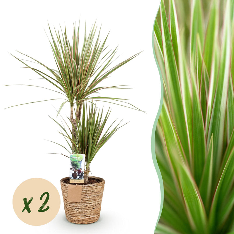 Green boutiQ - Zimmerpflanzen - Dracaena Sunray - Drachenbaum - Pflegeleicht - mit Korb - Grün - Gelb - 2 Pflanzen - Topf 17cm - Höhe 70-75cm