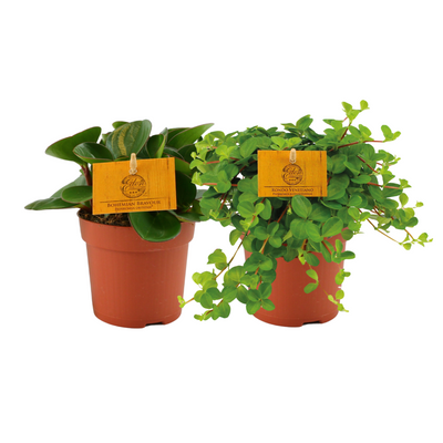 Peperomia Duo (Set of 2) Ø10.5cm | Easy-Care Houseplant