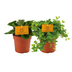 Peperomia Duo (2er-Set) Ø10,5cm | Pflegeleichte Zimmerpflanze Bild 2