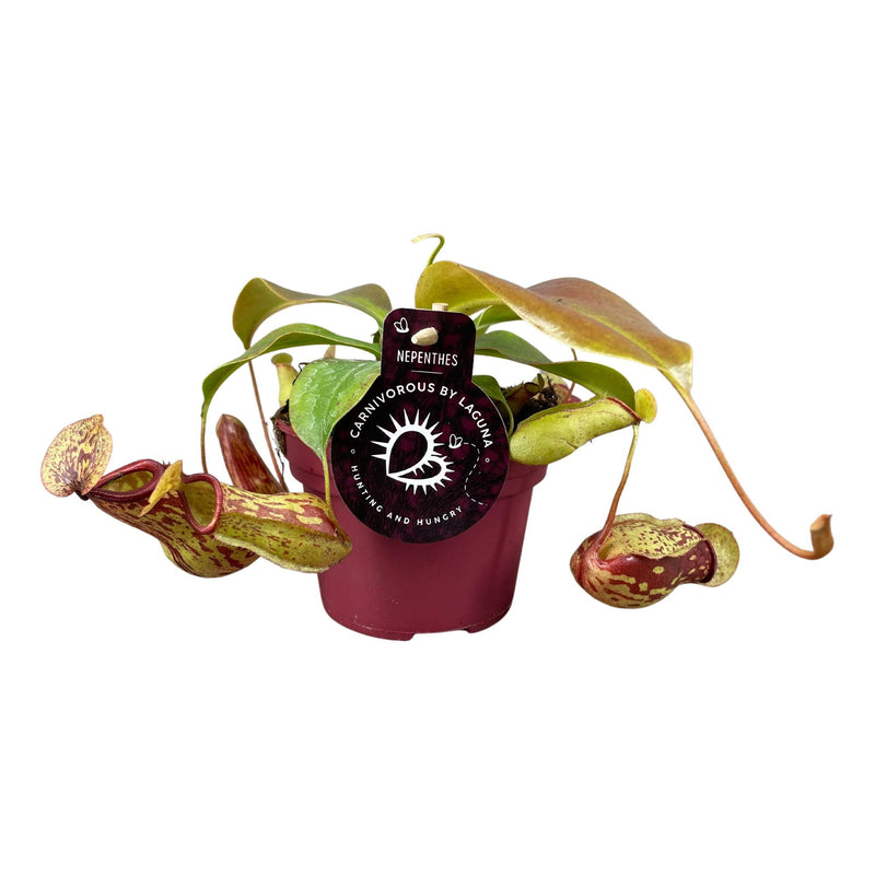 Nepenthes Gaya Kannenpflanze im 12cm Topf, 17cm hoch