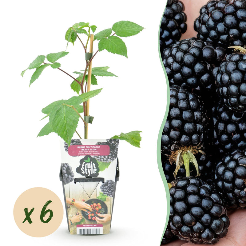 GreenboutiQ Brombeere Black Satin - 6 winterharte Pflanzen im Topf