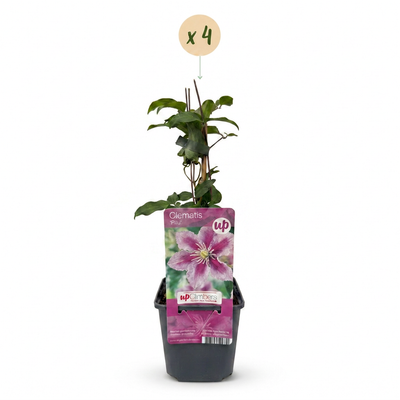 4x Clematis Piilu - Zarte Weiß-Rosa Blüten, Kletterpflanze Ø9cm