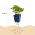 Green boutiQ - Perennial - Astilbe chin. Pumila - Plume Spirea - Shade - Purple - 6 Plants - Pot 11cm - Height 15-25cm Bild 3