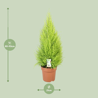 Cupressus Goldcrest Wilma Zypresse Ø21cm, H90cm