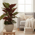 Calathea Medallion – Ø19cm – ↕75cm – Foliage Plant with Red-Violet Ornamental Leaves Bild 3