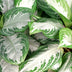 Green boutiQ - Zimmerpflanzen - Aglaonema Silver Bay - Silberblatt - Wenig Pflege - mit Korb - Silber - 2 Pflanzen - Topf 17cm - Höhe 70-75cm Bild 4