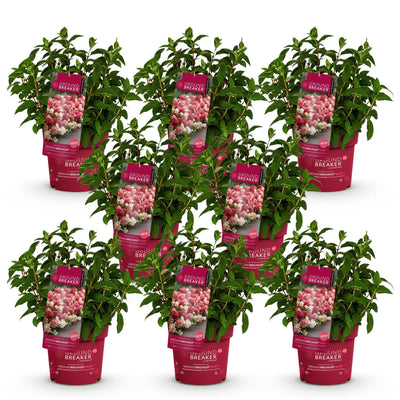 8x Rispenhortensie Groundbreaker Ruby im 14cm Topf, winterhart, rot