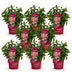 8x Panicle Hydrangea Groundbreaker Ruby in 14cm pot, winter hardy, red Bild 2