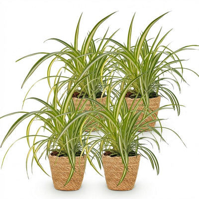 Bunte Graslilie 'Variegatum' - 4 Pflanzen im Topf 12cm, Höhe 20cm