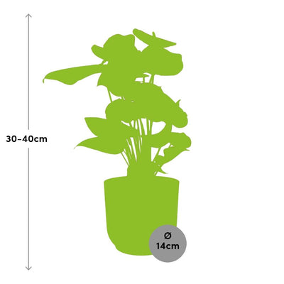 Anthurium Rot im ELHO Vibes Fold Topf - Tropische Eleganz