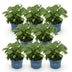 8x Hydrangea Endless Summer The Original Blue, frost-hardy, 14cm pot Bild 2