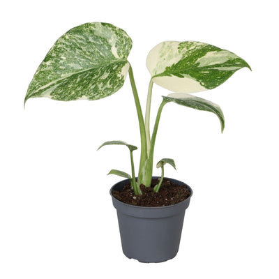 Monstera Creme Brulee, Grün-Creme, Tropisch, Ø6cm, ↕14cm