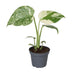 Monstera Creme Brulee, Grün-Creme, Tropisch, Ø6cm, ↕14cm Bild 1
