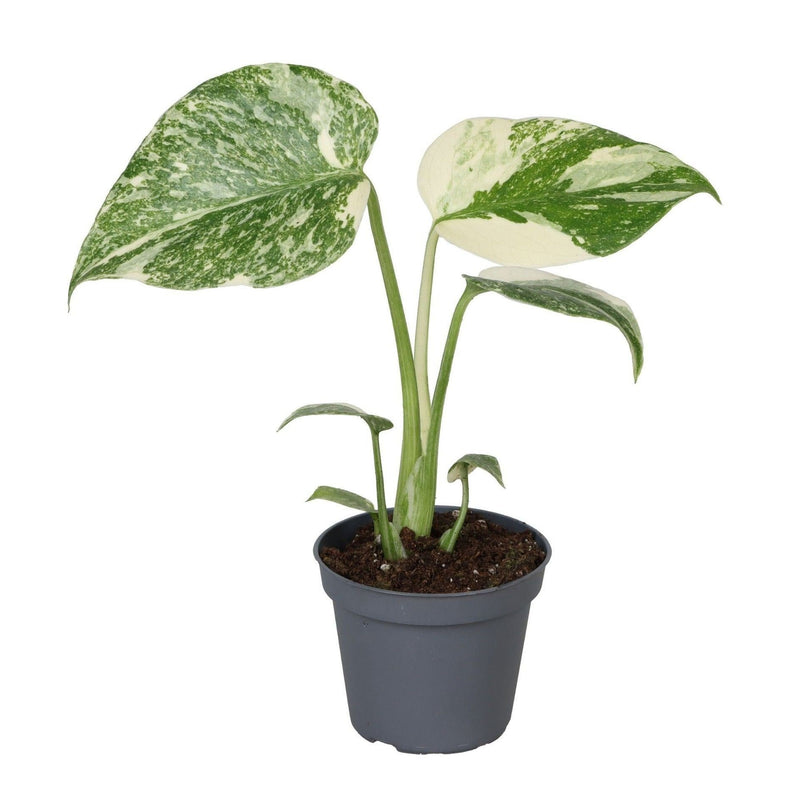 Monstera Creme Brulee, Grün-Creme, Tropisch, Ø6cm, ↕14cm