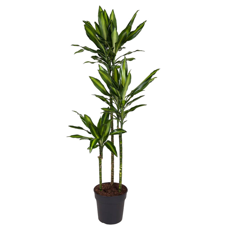 Dracaena Cintho – Dekorative Grünpflanze, 160 cm Höhe, Topfdurchmesser 24 cm