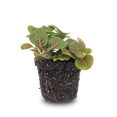 Fittonia Bubble Red Mosaikpflanze – Tropische Schönheit für Ihr Zuhause