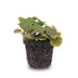 Fittonia Bubble Red Mosaikpflanze – Tropische Schönheit für Ihr Zuhause Bild 2