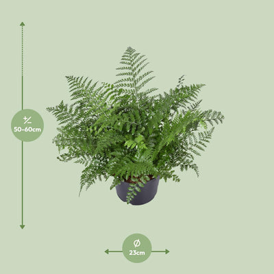 Asplenium Parvati Farn - Ø23cm - ↕55cm - Elegante Zimmerpflanze