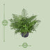 Asplenium Parvati Farn - Ø23cm - ↕55cm - Elegante Zimmerpflanze Bild 2