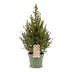 Picea glauca Conica - Zuckerhutfichte - Grün - Weihnachtsbaum - Ø17cm - ↕65cm Bild 2