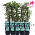 Efeu (Hedera helix) Ø15cm, 65cm hoch – winterharte Kletterpflanze Bild 3