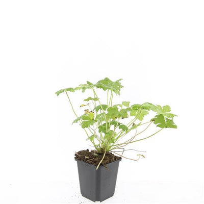 24er Set Storchschnabel Czakor - Robuster Bodendecker für Ihren Garten
