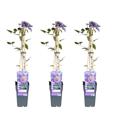 Clematis Multi Blue – Zierstrauch, 65cm hoch, Ø15cm Topf